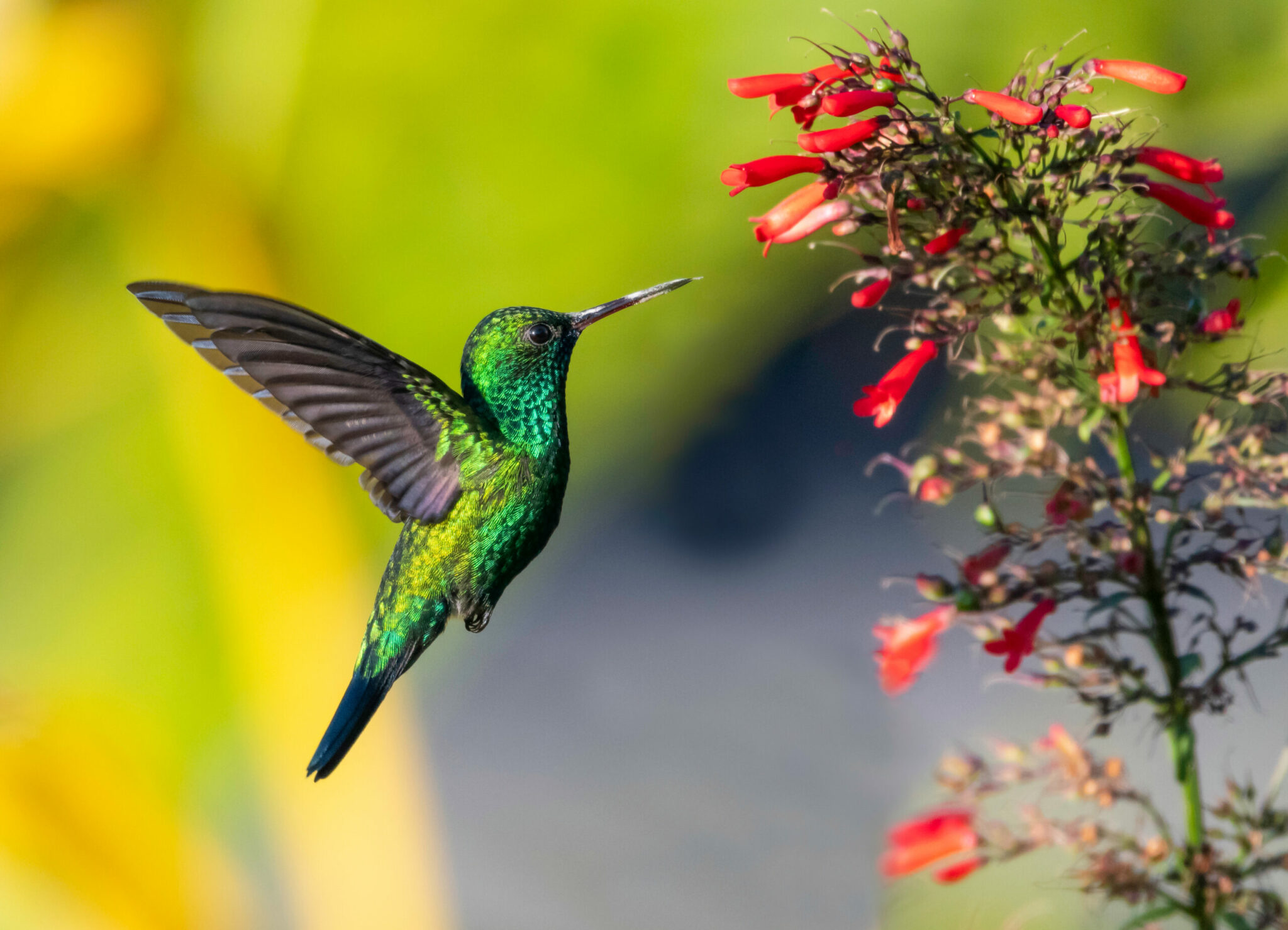 which flying machine flew by bird power scaled