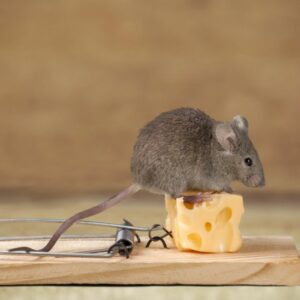 which mouse trap had a bell