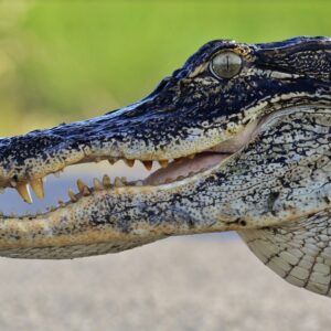 which parent determines the sex of alligator babies when the eggs are laid scaled