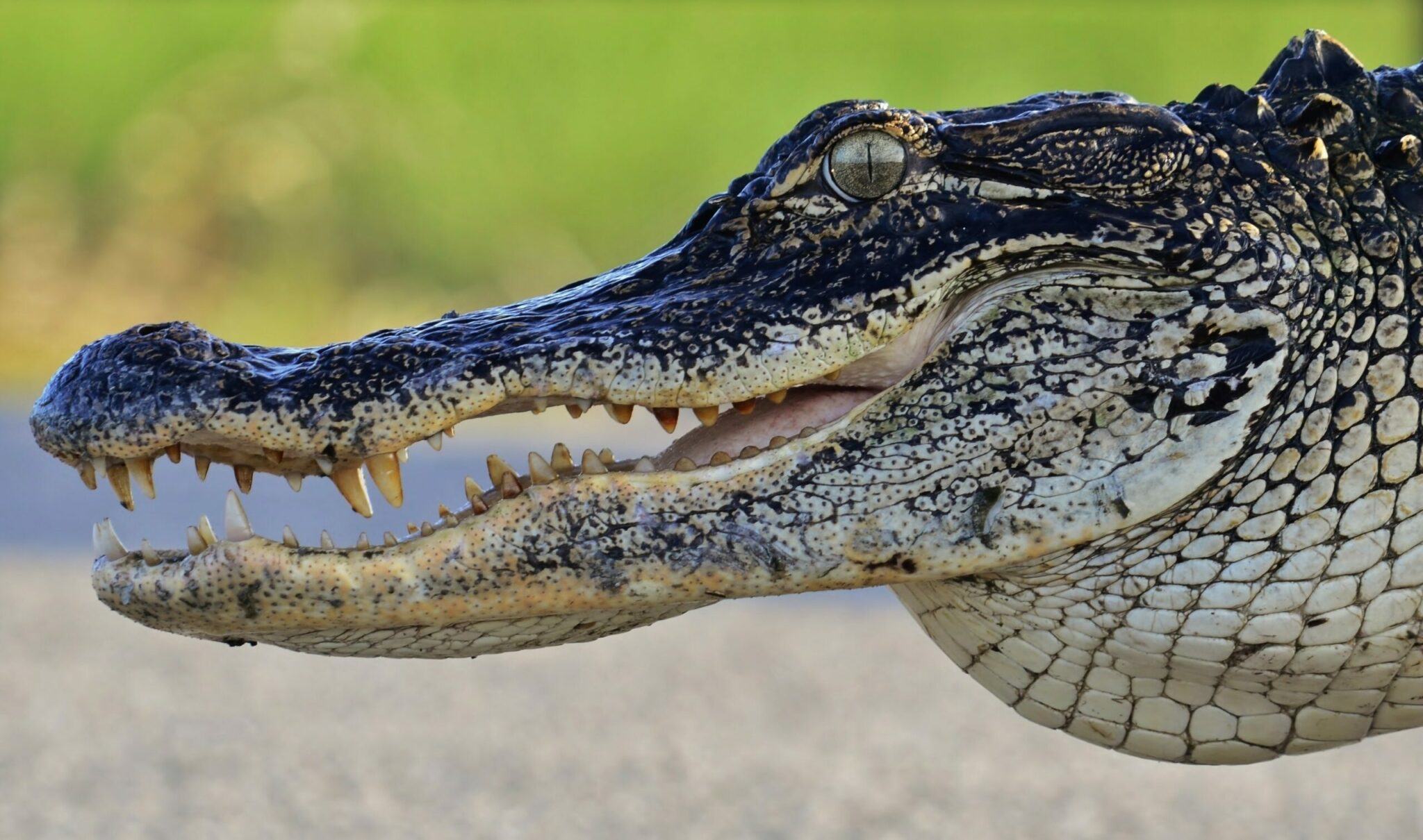 which parent determines the sex of alligator babies when the eggs are laid scaled
