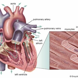 who discovered how the human circulatory system works and when