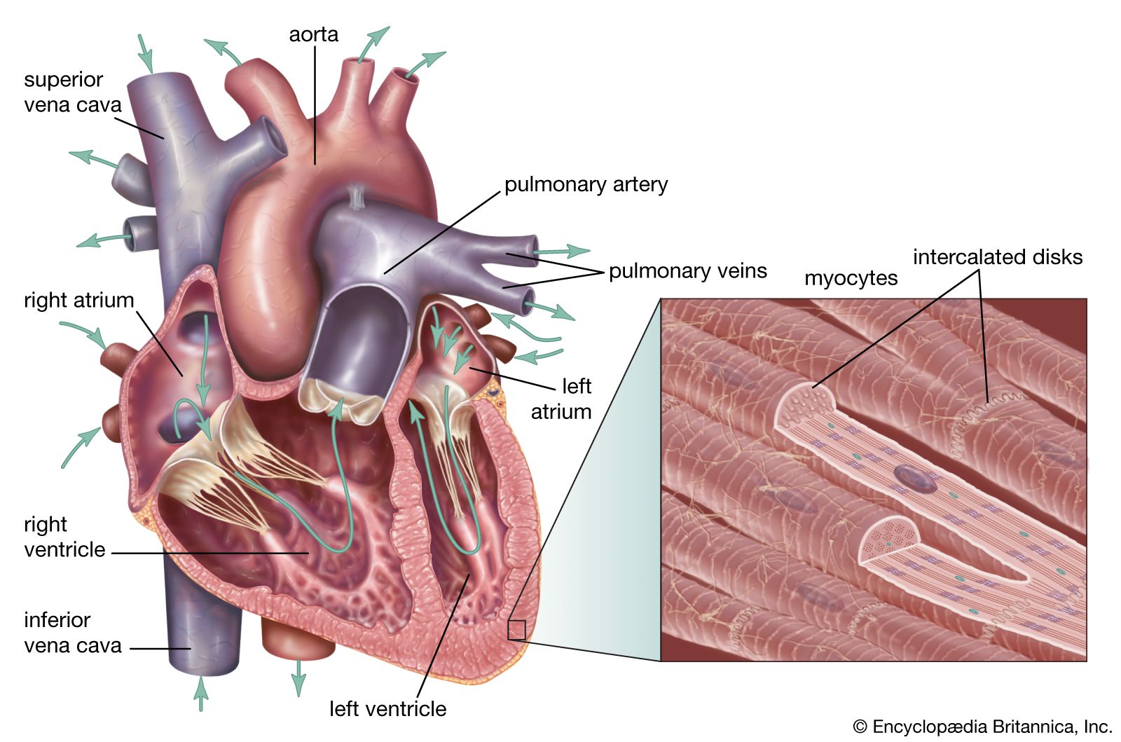 who discovered how the human circulatory system works and when