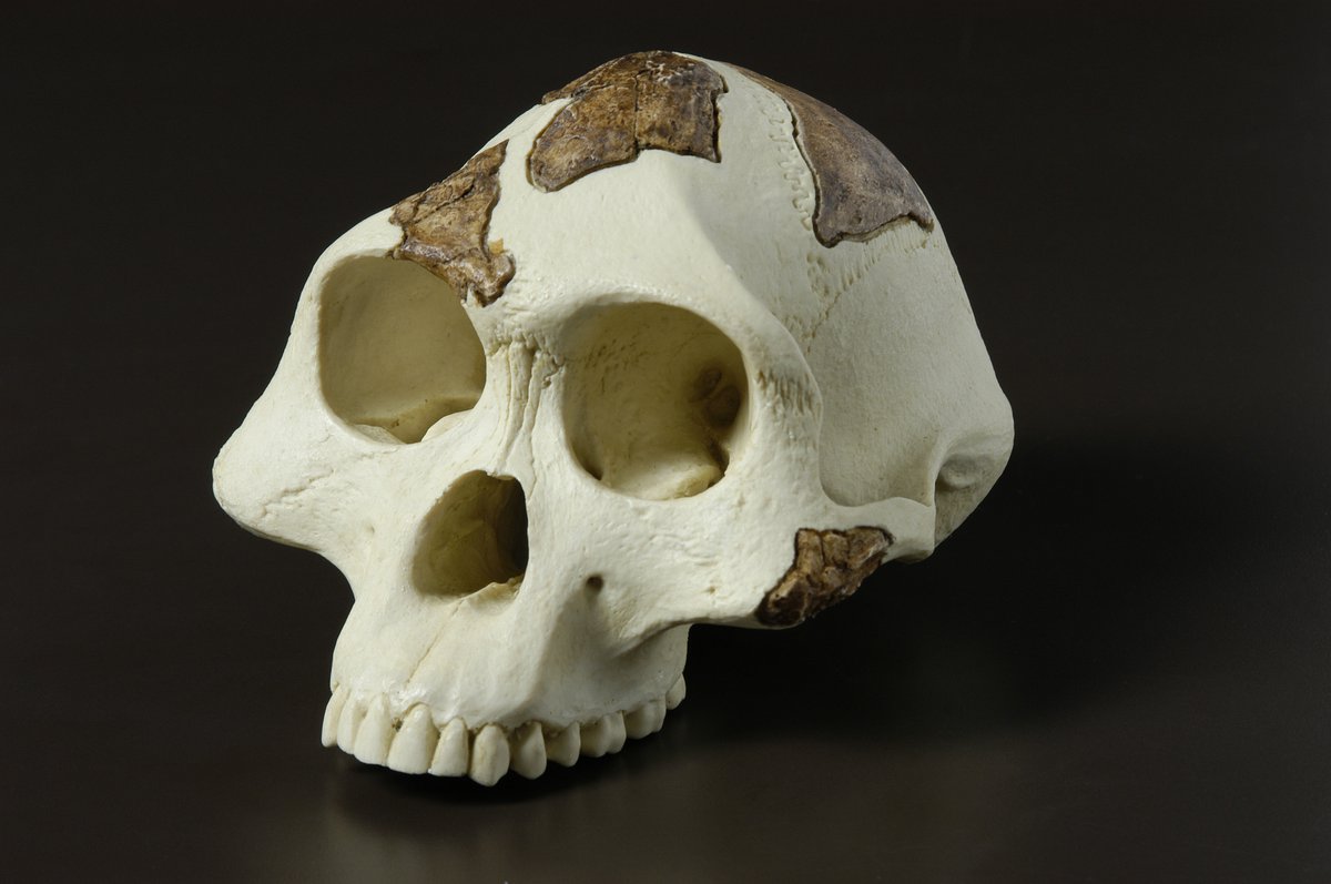 who discovered human evolution and when was the taung skull found in south africa