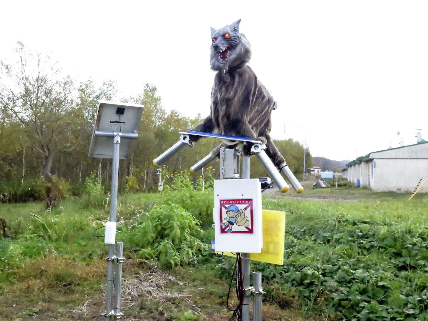 who invented the scarecoyote