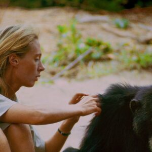 who was jane goodall and how is goodalls work with chimpanzees important to animal conservation efforts