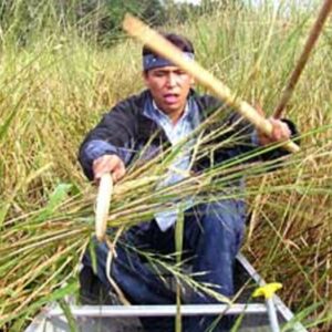 who were the wild rice people and how did native americans harvest wild rice