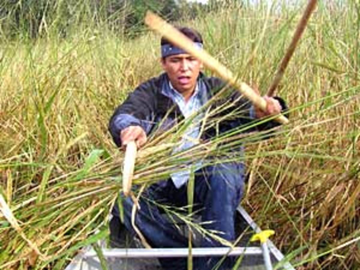 who were the wild rice people and how did native americans harvest wild rice