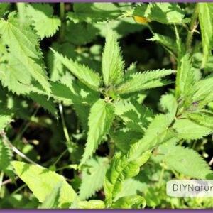 why are dock leaves effective at relieving nettle stings and do dock leaves work on insect stings