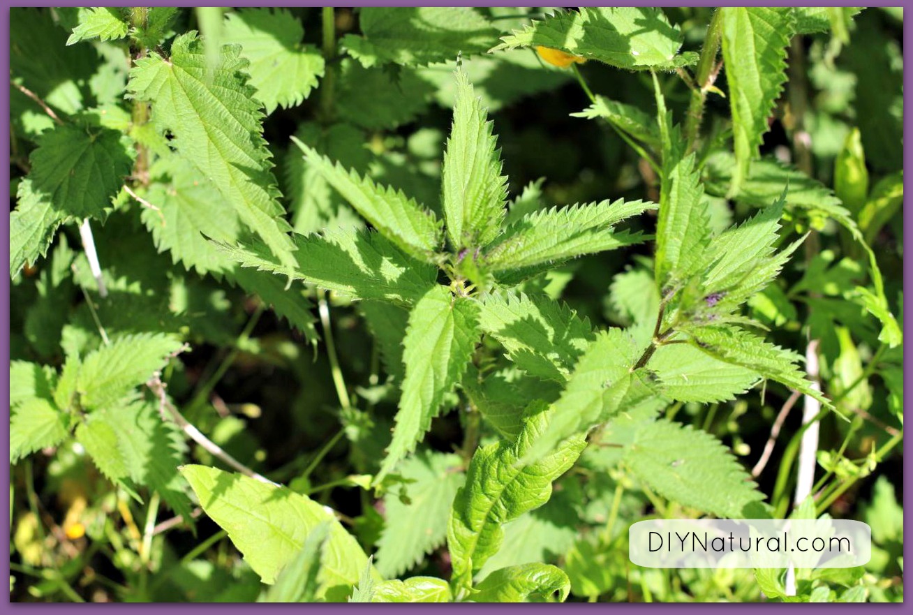 why are dock leaves effective at relieving nettle stings and do dock leaves work on insect stings