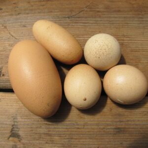 why are eggs egged shaped and how does the ovoid shape of an egg prevent it from rolling out of the nest scaled