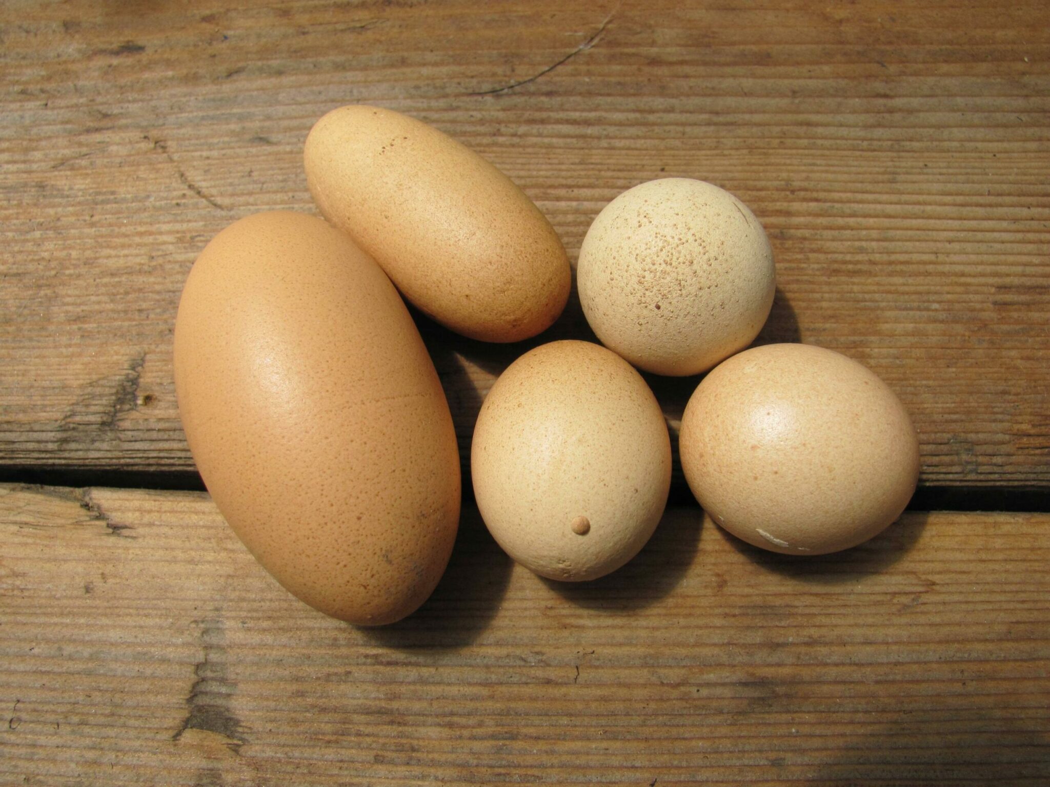 why are eggs egged shaped and how does the ovoid shape of an egg prevent it from rolling out of the nest scaled