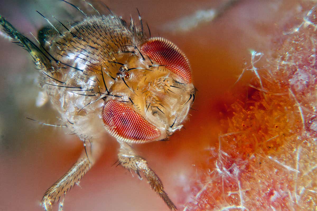 why are fruit flies attracted to fruit and where do the fruit flies come from