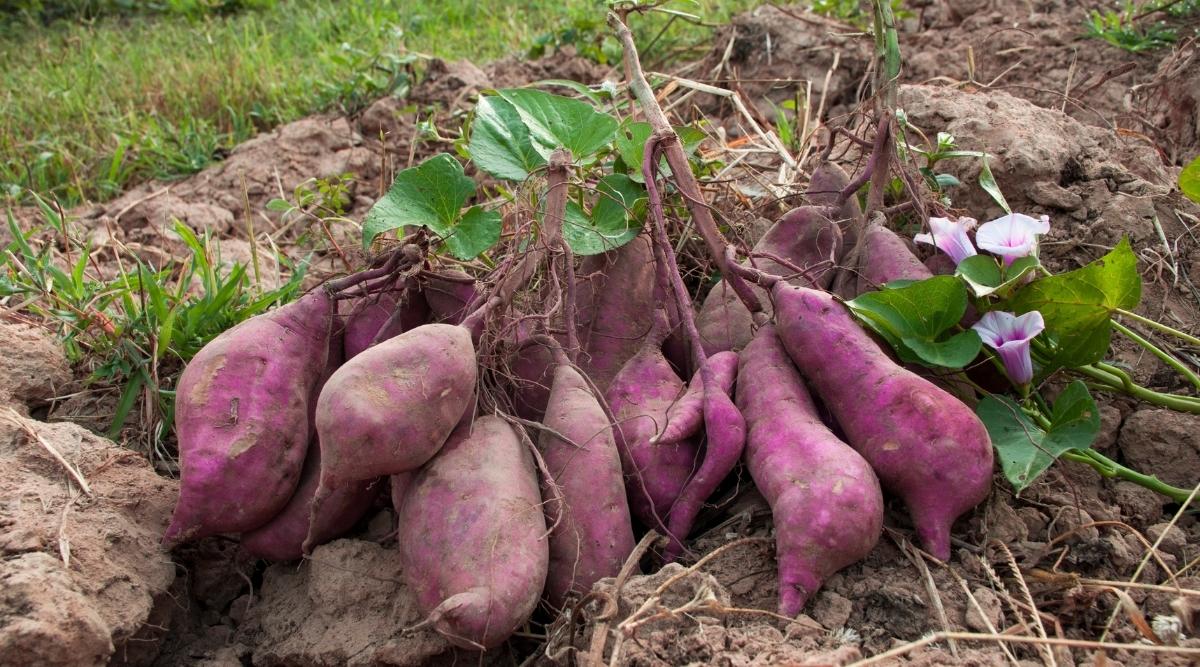 why are green potatoes poisonous and how toxic is solanine found in potato leaves roots and fruit
