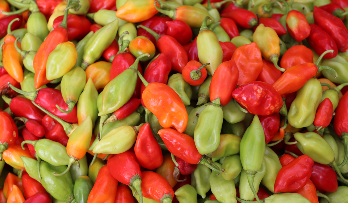 why are hot peppers hot and what is the natural function of the compounds in hot peppers