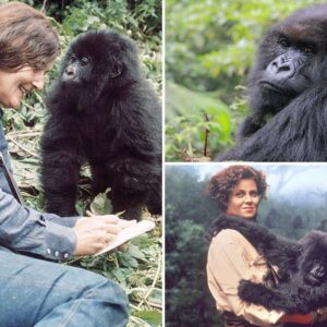 why are mountain gorillas that dian fossey studied not kept in zoos in the united states