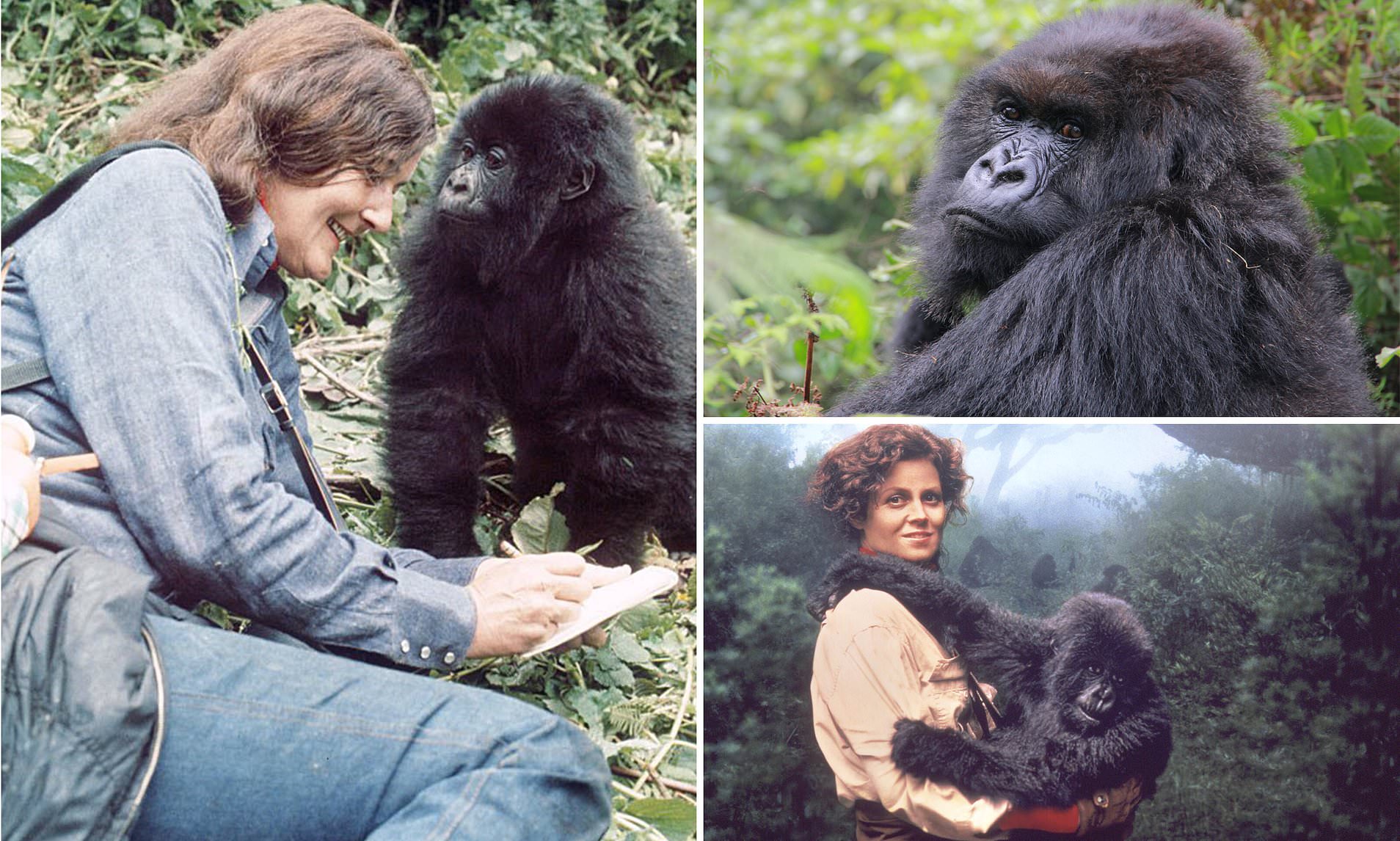 why are mountain gorillas that dian fossey studied not kept in zoos in the united states
