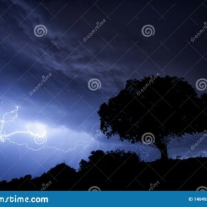 why are oak and fir trees more likely to be struck by lightning than beech and pine in a thunder storm
