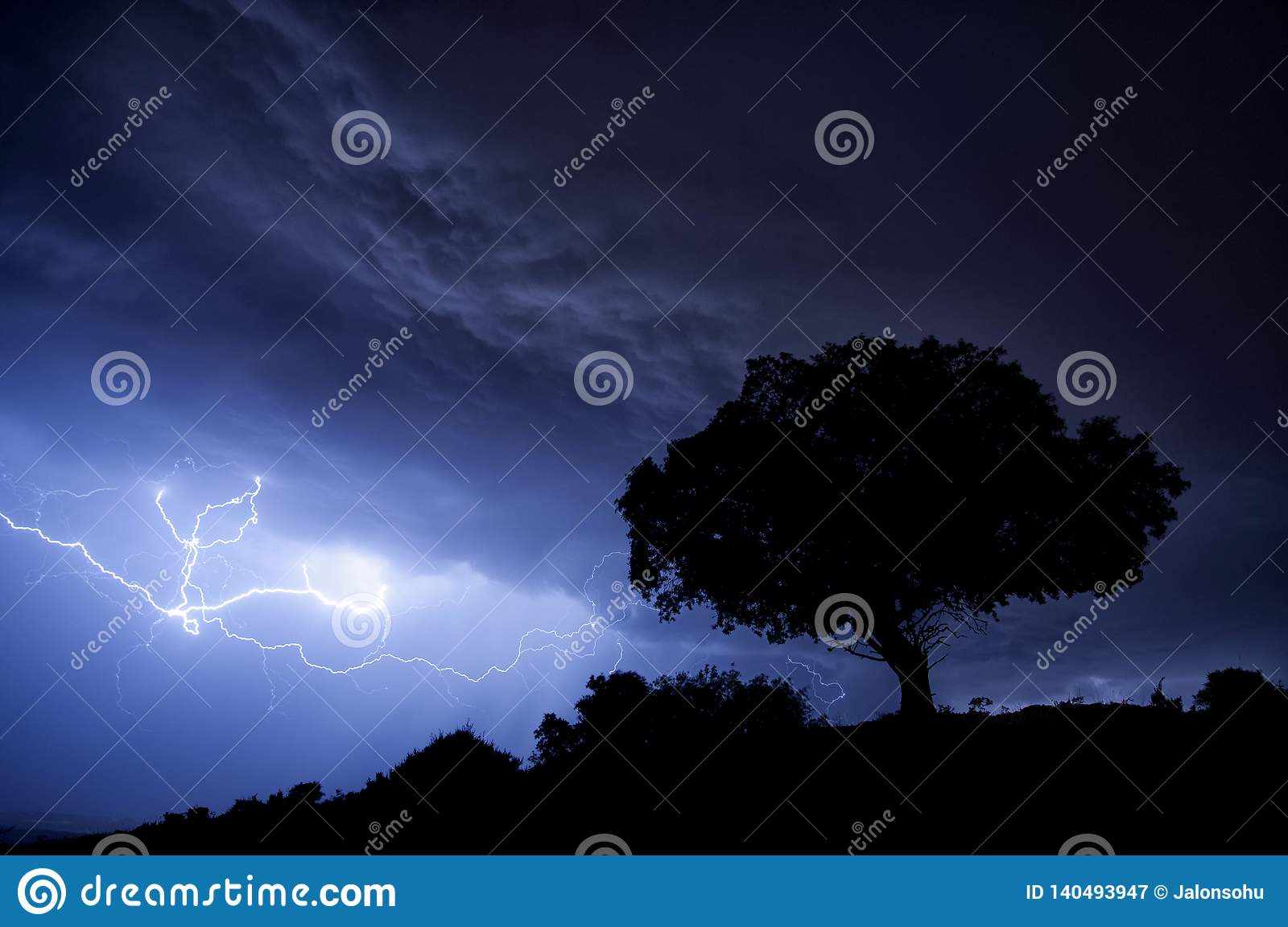 why are oak and fir trees more likely to be struck by lightning than beech and pine in a thunder storm
