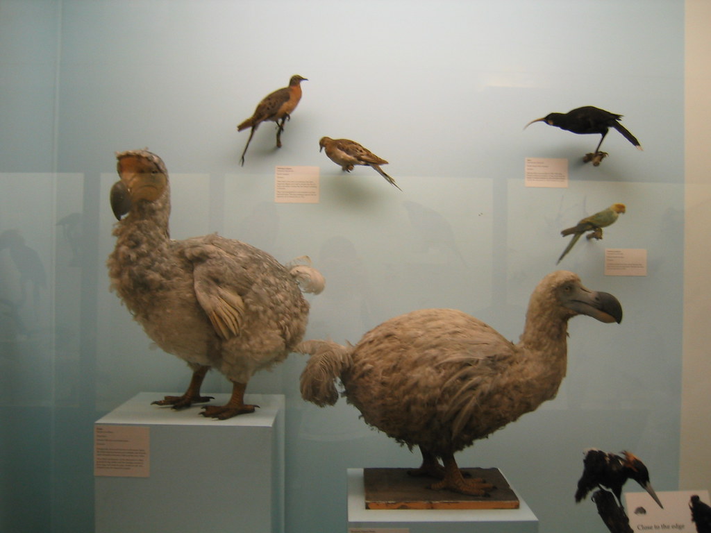 why did the dodo bird become extinct and where did it come from