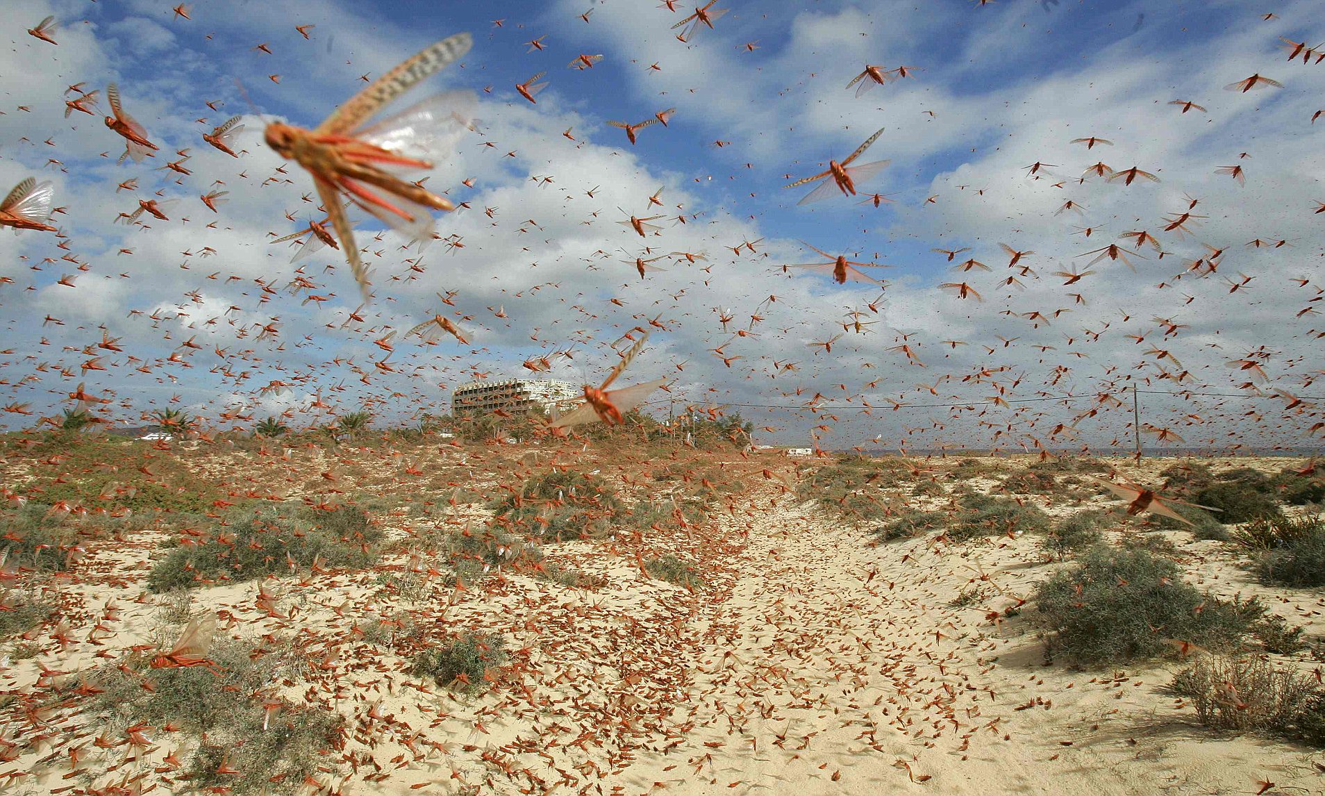 why do bugs and insects form swarms and clouds in the summer
