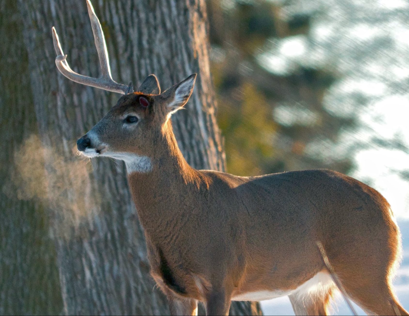 why do deer shed their antlers