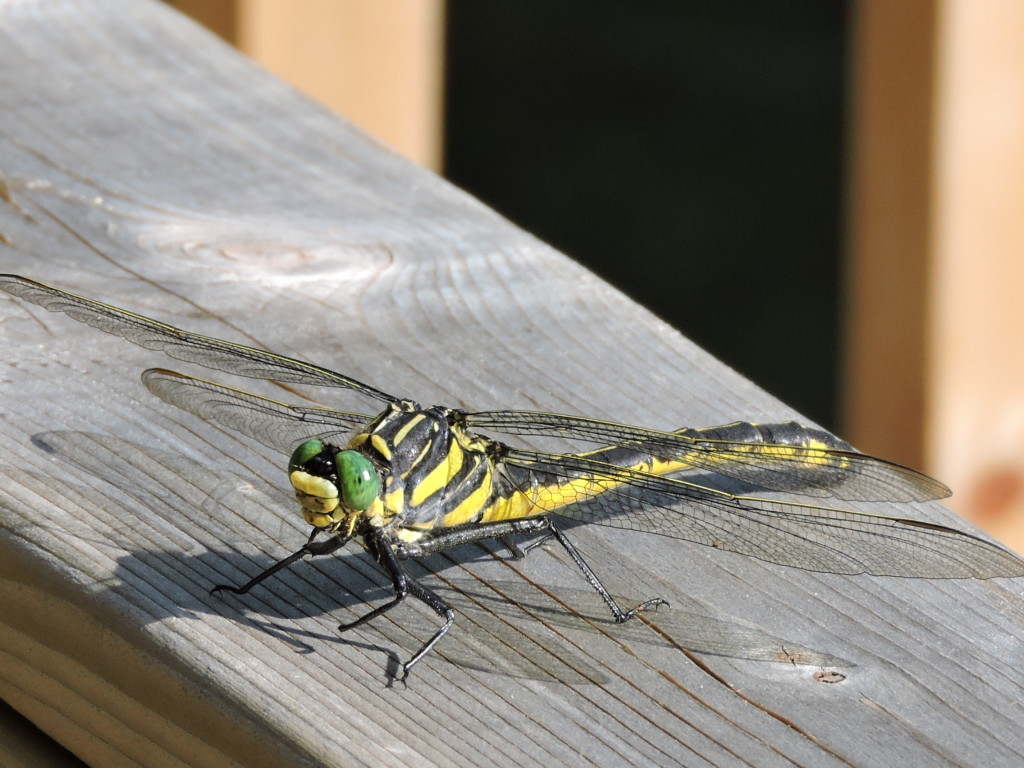 why do dragonflies dip their abdomens into the water when they lay their eggs
