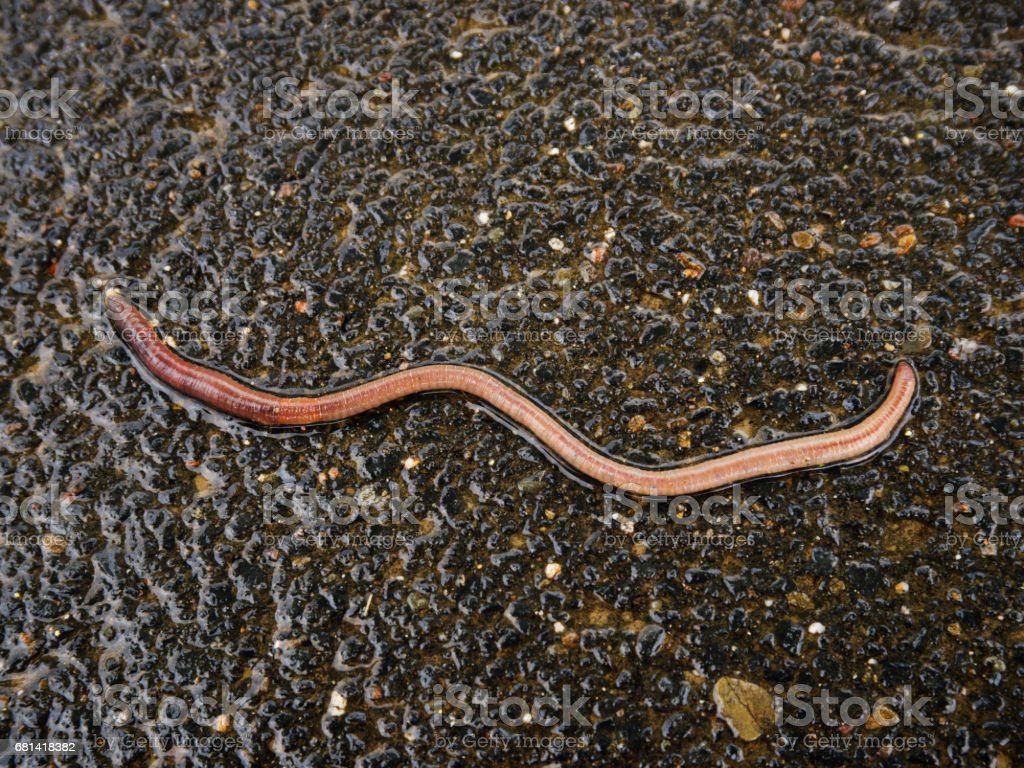 why do earthworms come out after a rain