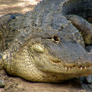 why do female alligators bury their eggs