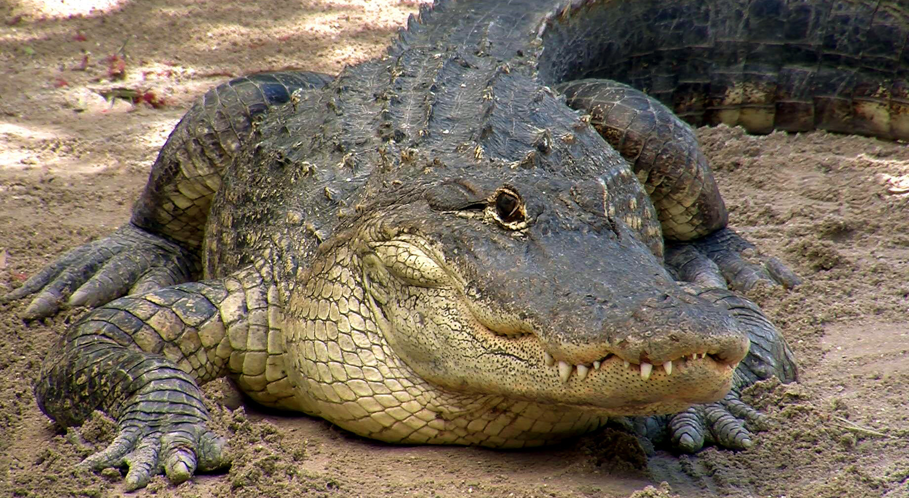 why do female alligators bury their eggs