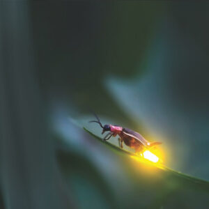 why do fireflies and lightning bugs glow in the dark and what causes it