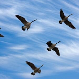 why do geese fly in a v formation why is it more efficient and how does it help birds fly further