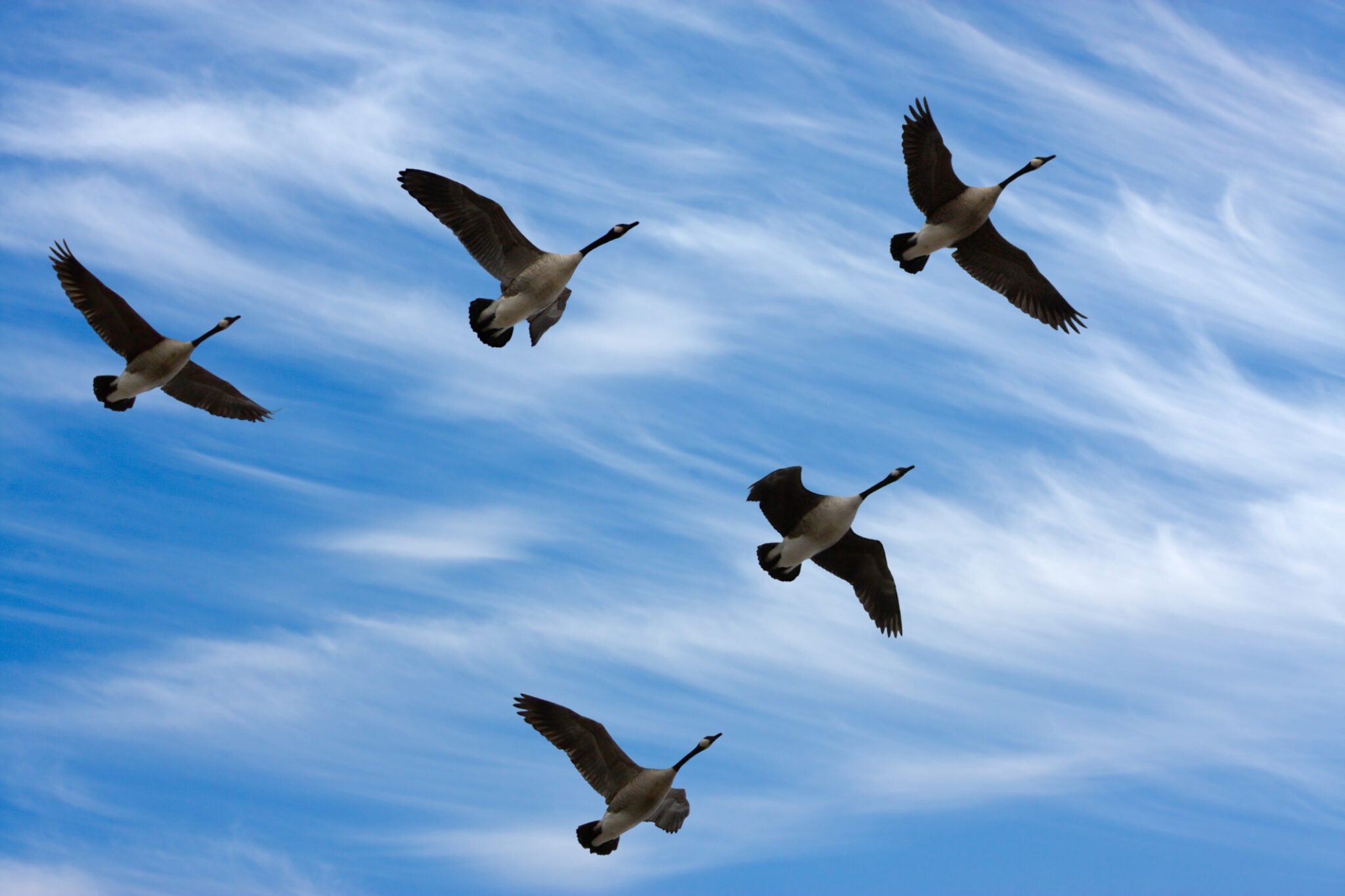 why do geese fly in a v formation why is it more efficient and how does it help birds fly further