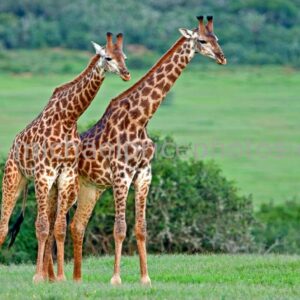 why do giraffes have such long necks