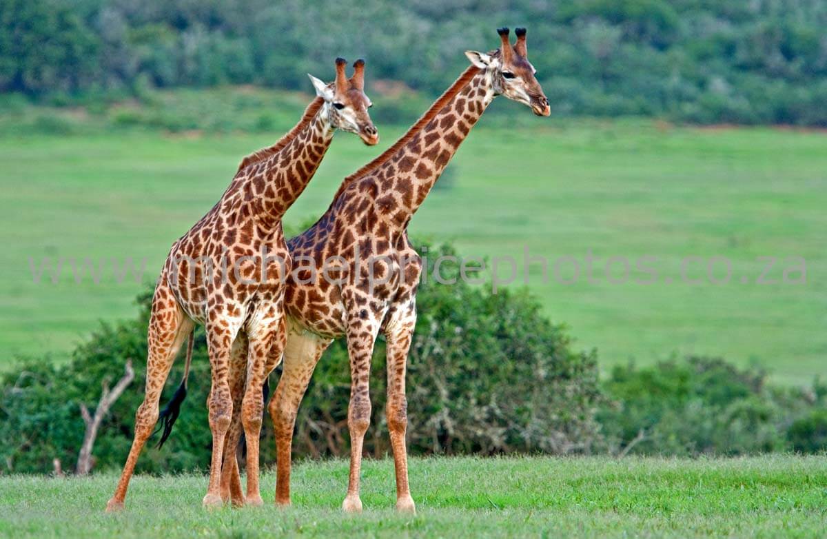 why do giraffes have such long necks