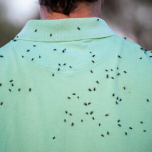 why do gnats and other insects congregate in clouds and how do swarms help to defend themselves