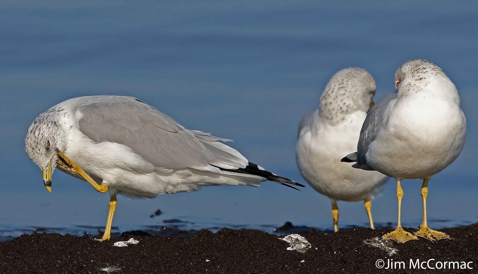 why do gulls perch on all sorts of structures but never on a tree