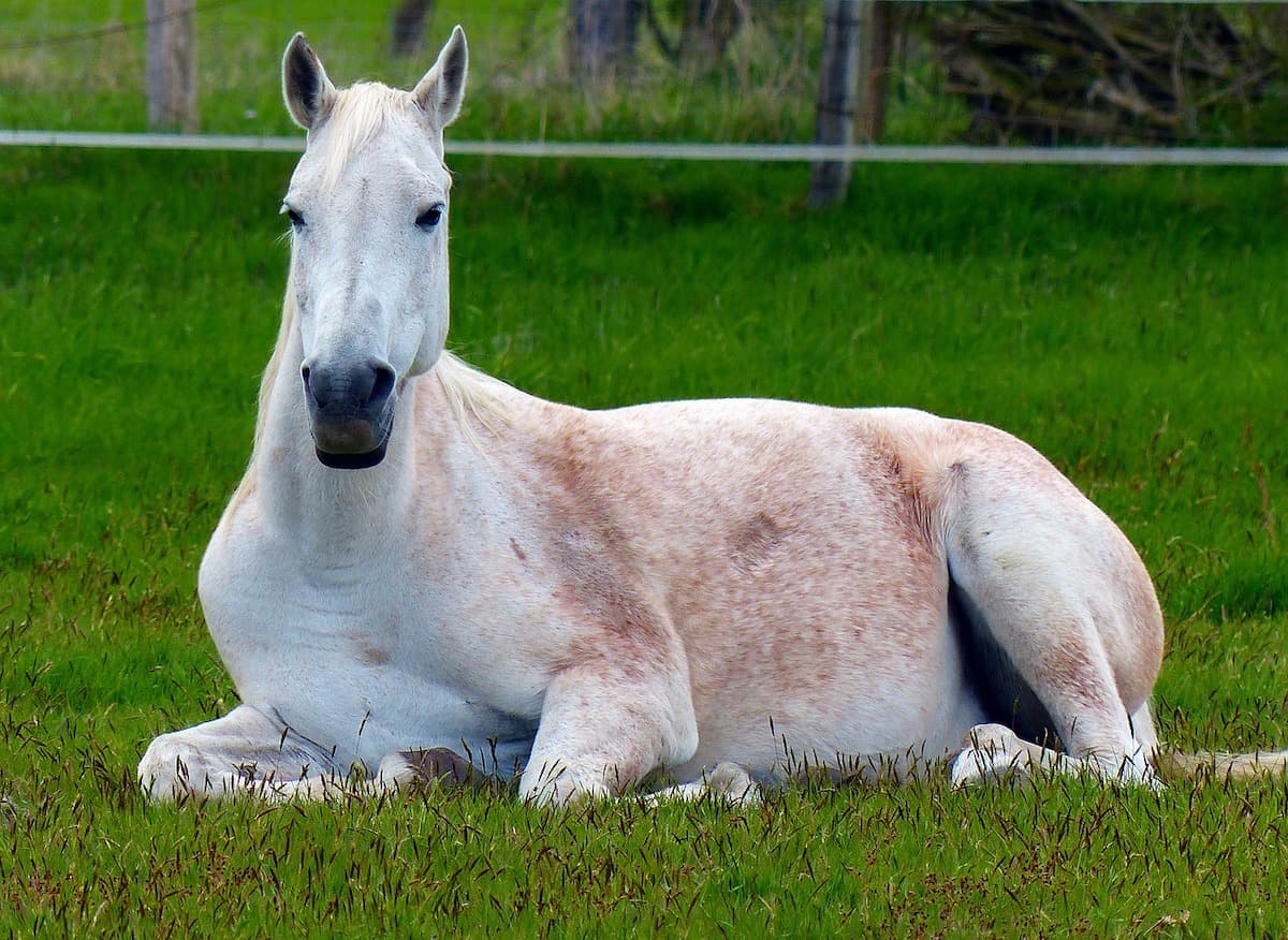 why do horses sleep standing up and can they sleep lying down