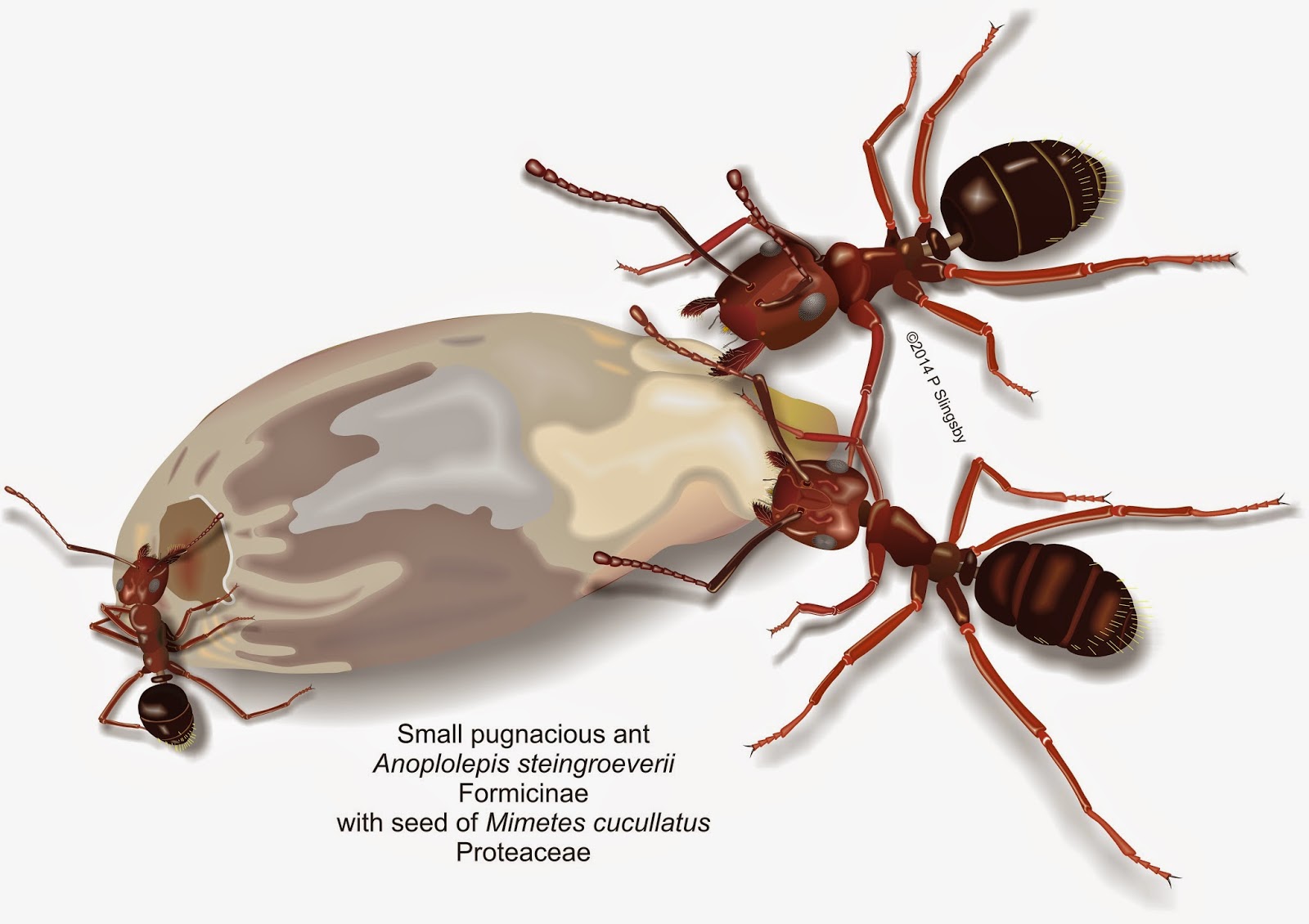 why do king and queen termites mate for life but queen ants kill the king after mating