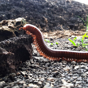 why do millipedes have more legs than centipedes and are millipedes poisonous