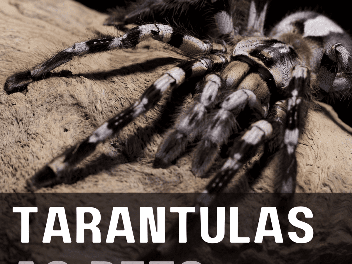 why do ornamental cactus plants release hundreds of spiders and how are tarantulas dangerous spiders