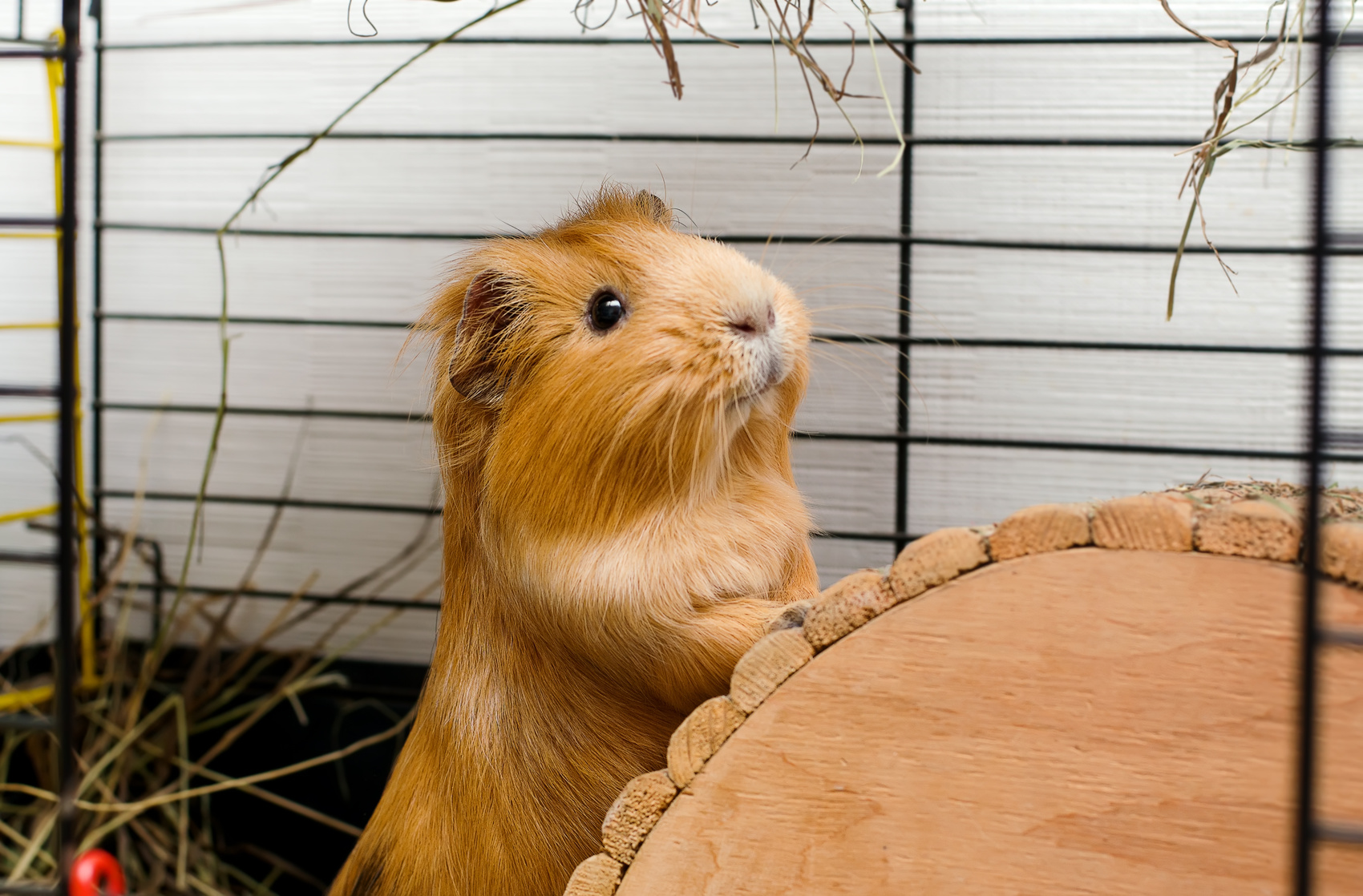 why do pet rabbits and guinea pigs get heatstroke so easily and how can you prevent it