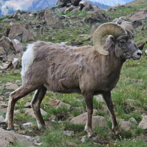 why do rocky mountain bighorn sheep fight each other