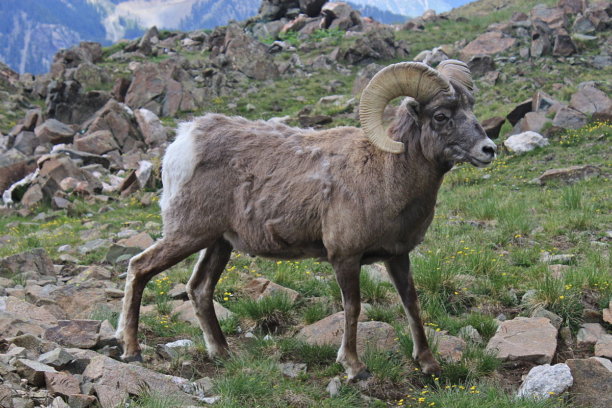 why do rocky mountain bighorn sheep fight each other