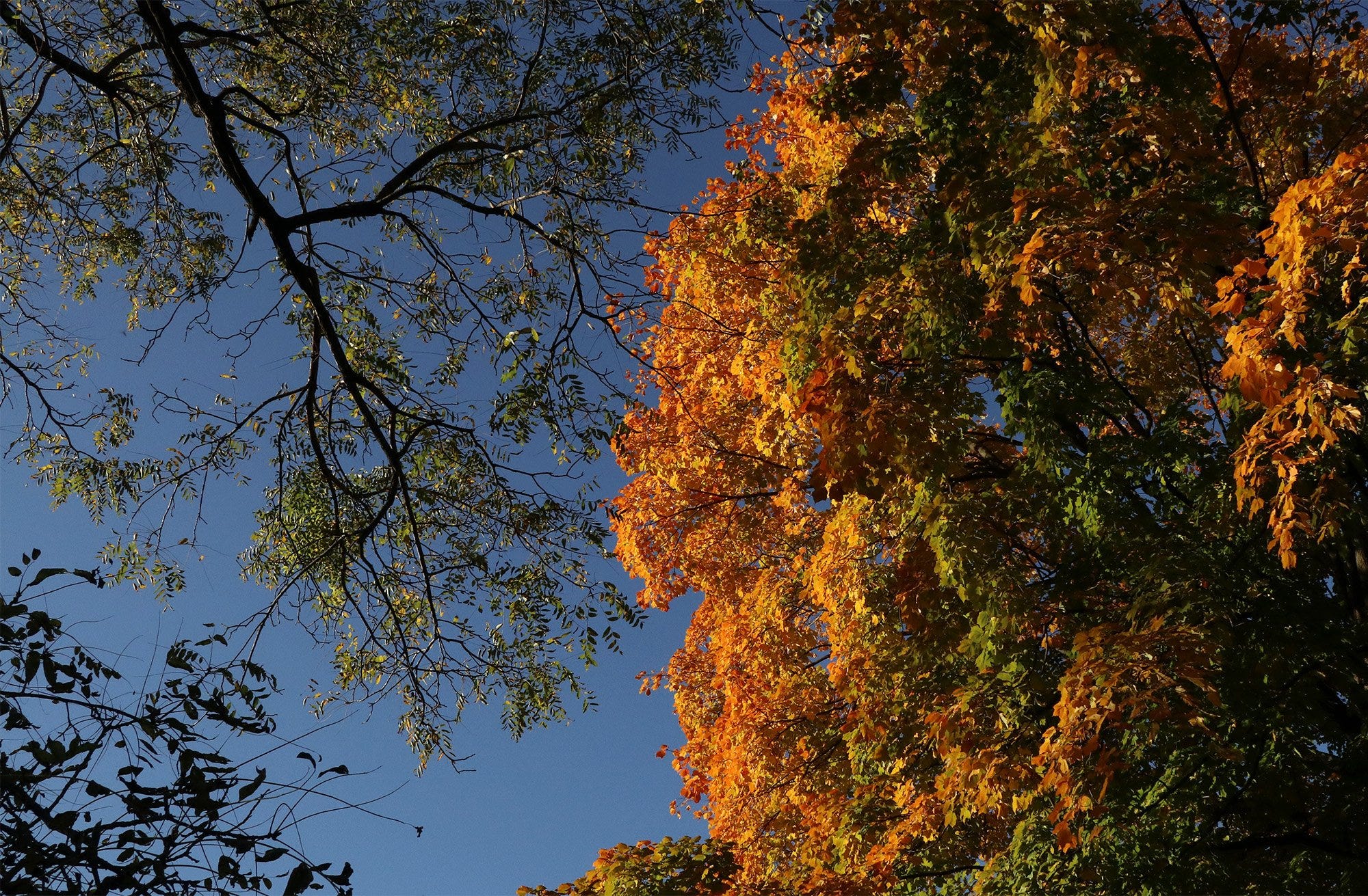 why do trees and leaves change color in autumn and what causes the color change in fall