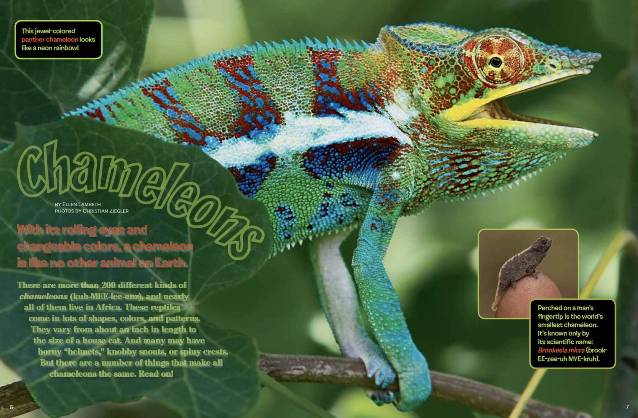 why does a chameleon change its colors scaled