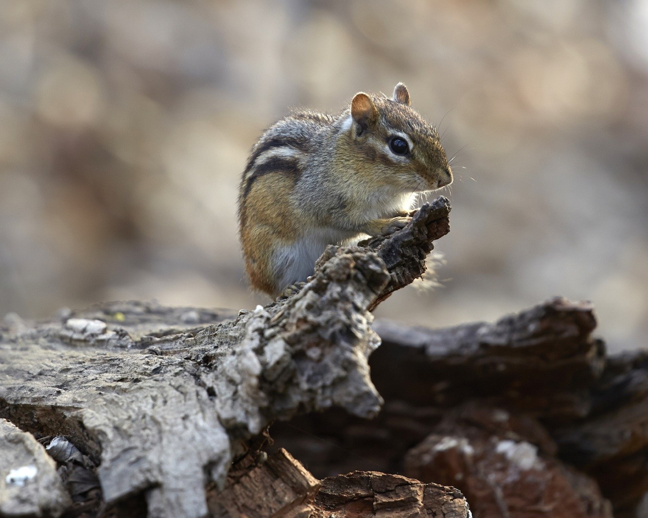 why does the chipmunk store food in its nest