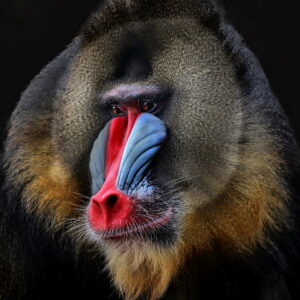 why does the mandrill baboon have a colorful face