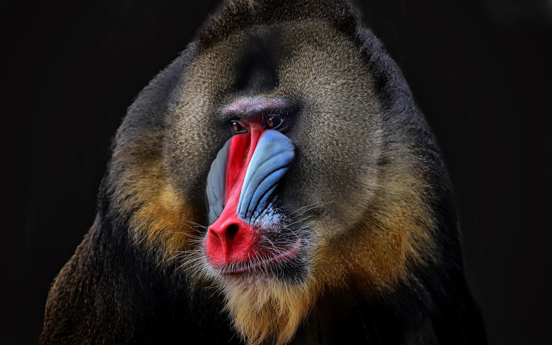 why does the mandrill baboon have a colorful face