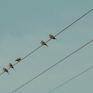why dont birds get electrocuted when perching on high voltage power lines