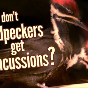 why dont woodpeckers damage their brains when they peck